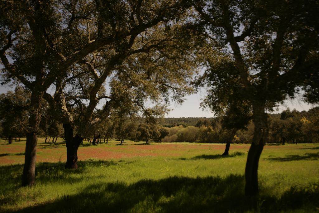 Monte Do Areeiro Villa Coruche Eksteriør billede